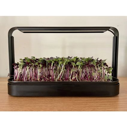 Microgrow microgreens