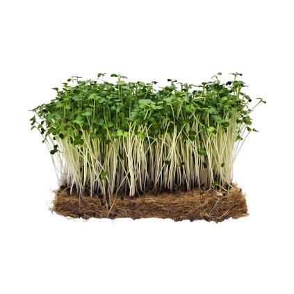 brokolice calabrese