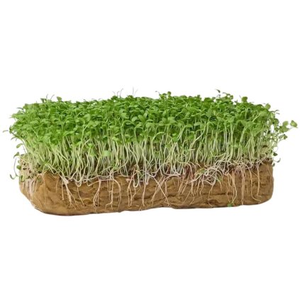 vojteska alfalfa microgreens seeds