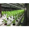 34571 1 linearni svitidlo 120cm led zarivka t5 6400k 20w osvetleni pro microgreens