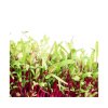 Repa salatova Karkulka pro pestovani microgreens