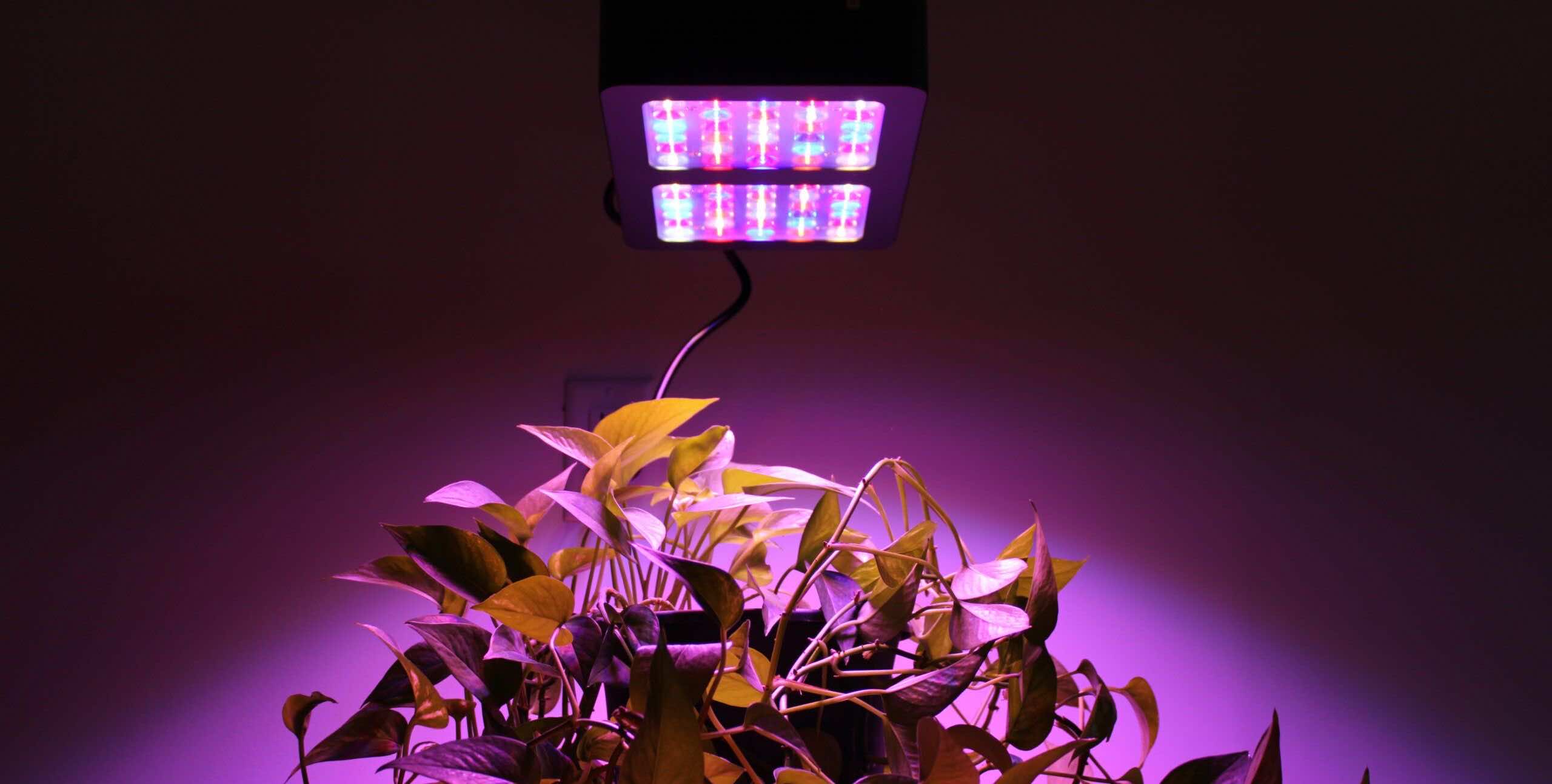Pravda o pestovateľskom LED osvetlení a jeho bezpečnosti pre človeka