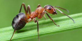 Loxiran - prípravok proti mravcom