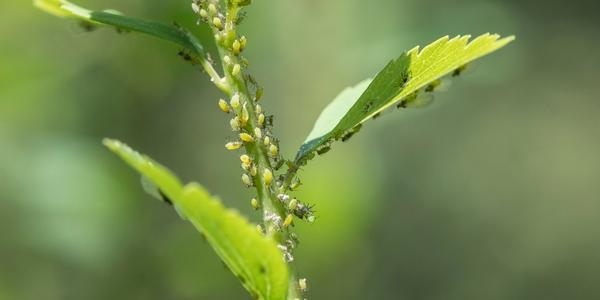 Mšice - ako účinne bojovať proti tomuto škodcovi?