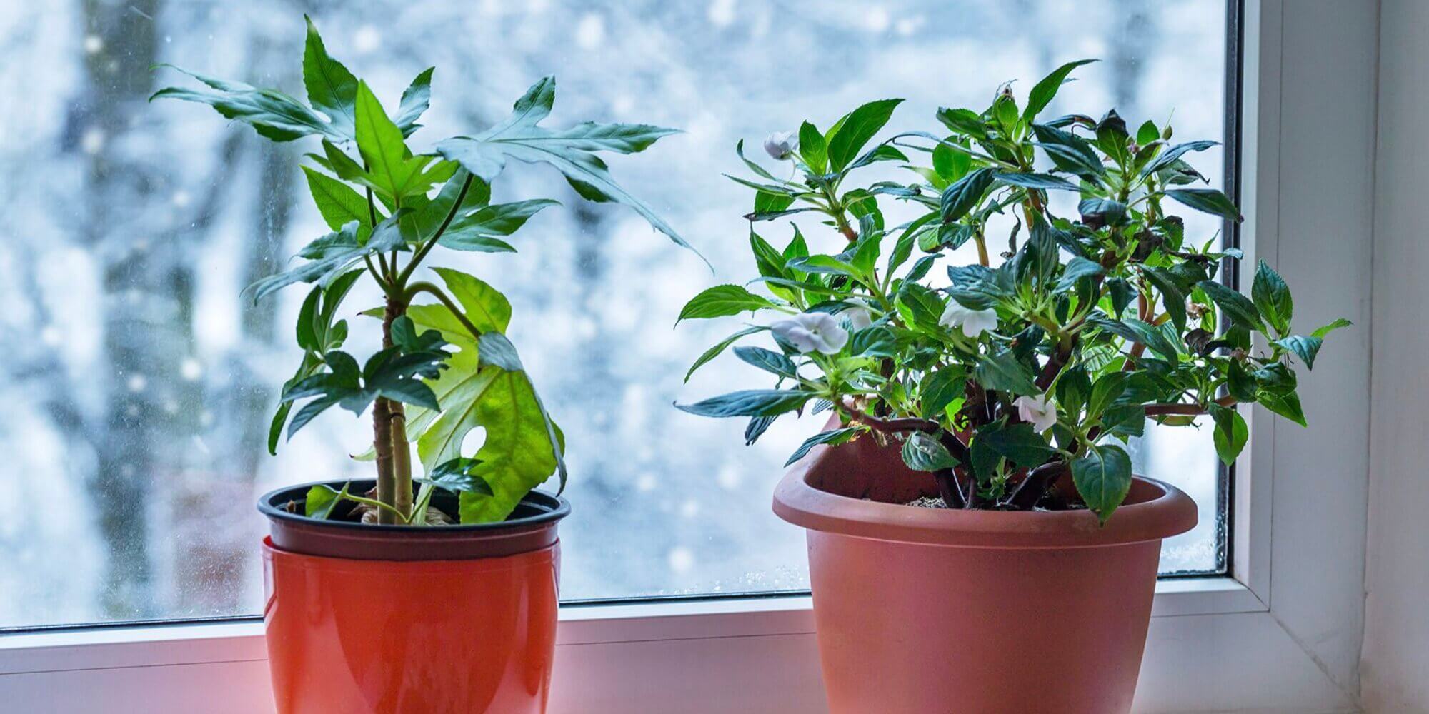 Ako pripraviť exotické rastliny na zimu