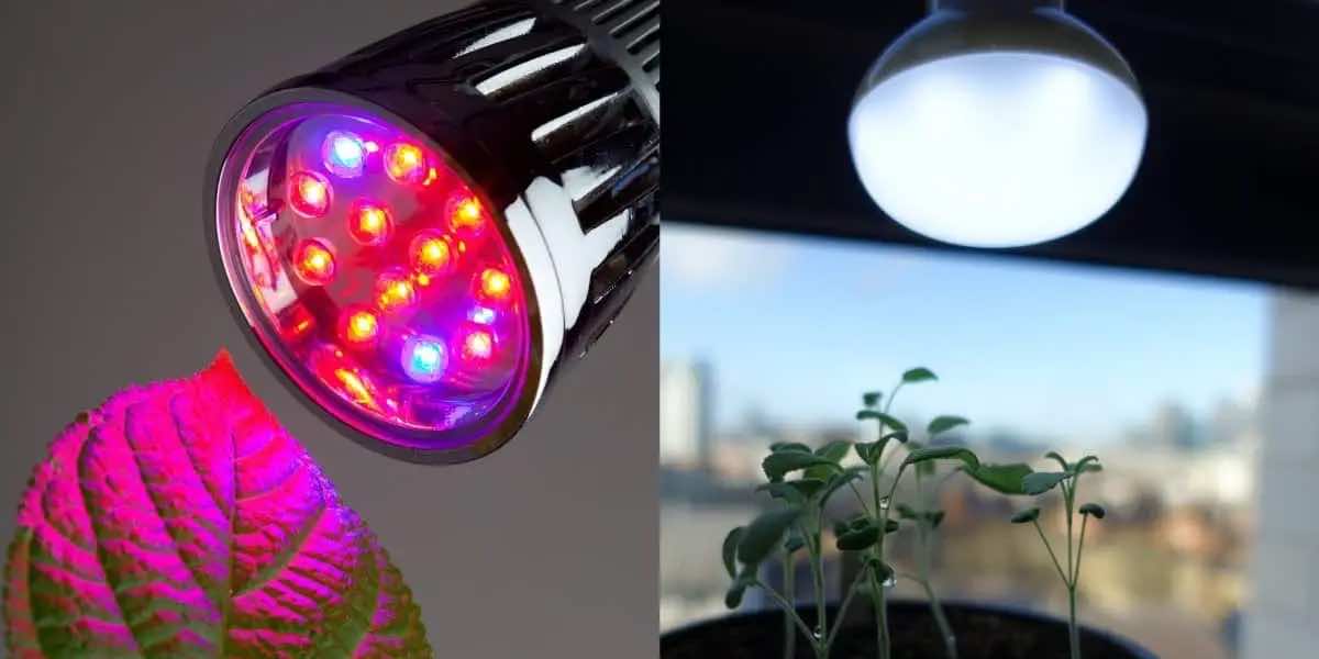 Rozdiely medzi pestovateľským LED osvetlením a bežným domácim LED osvetlením