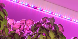 Prečo zvoliť LED svetlá pre pestovanie rastlín? (pestovanie rastlín pod umelým osvetlením)