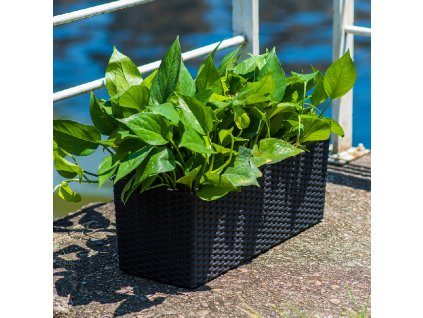 49939 1 samozavlazovaci truhlik 50cm