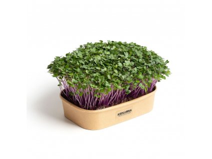 Purple Kedlubna - Súprava na domáce pestovanie microgreens