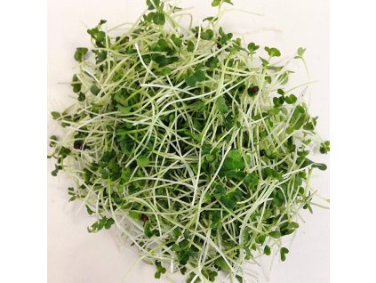 brokolice raab bio microgreens