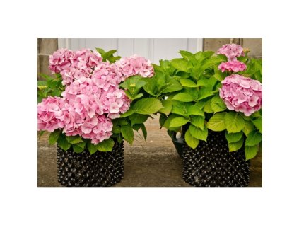 38l air pot
