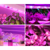 68841 4 led pasek 12w m 12v bez kryti ip20 pro rostliny