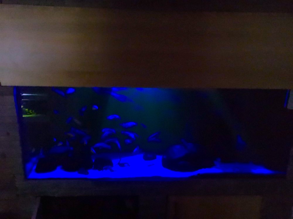 LED osvětlení Akvárium Horusice 3