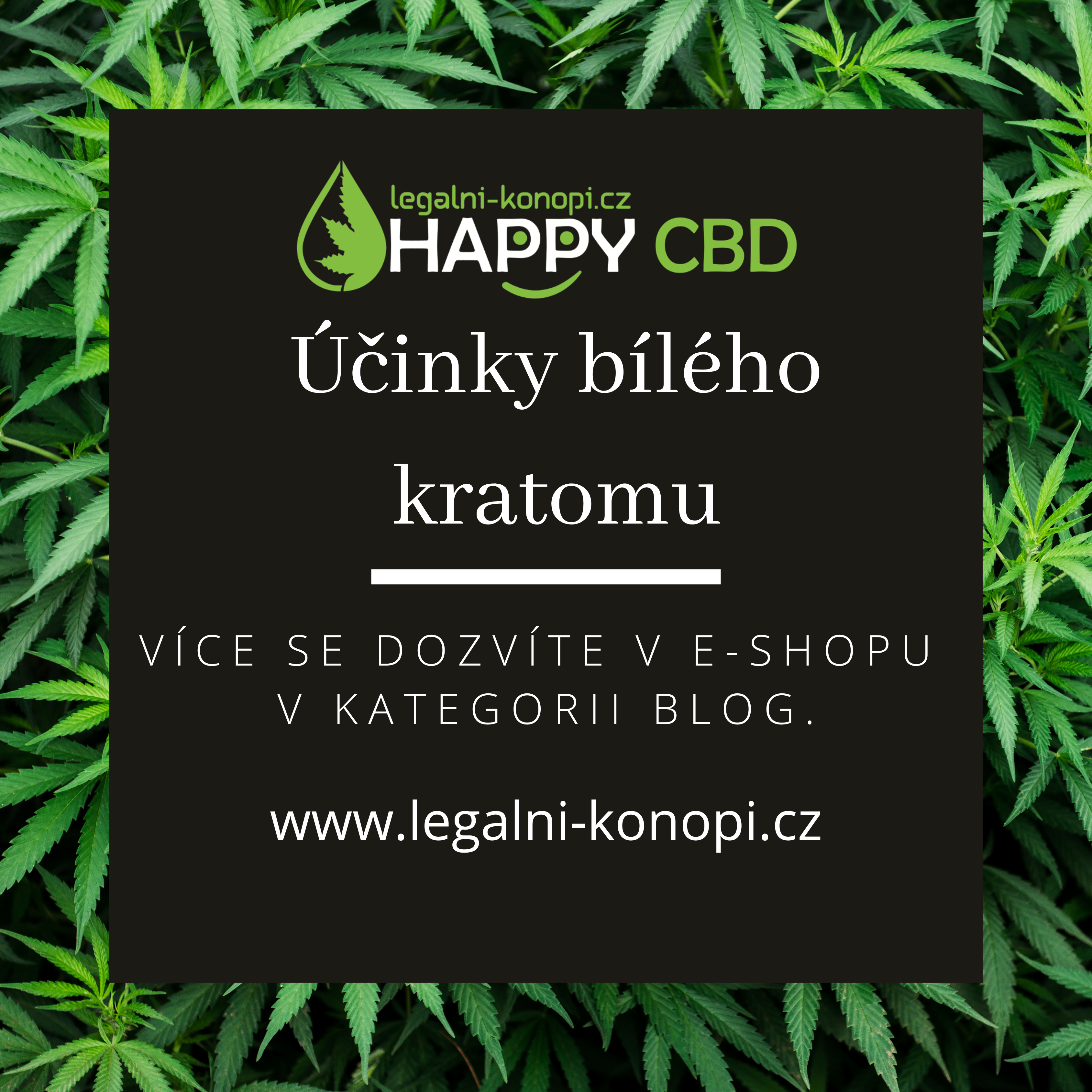 Účinky bílého kratomu