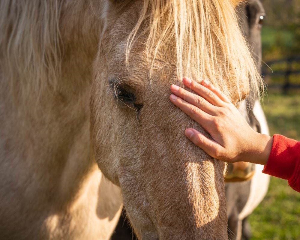 CBD (kanabidiol) pro koně: Přírodní cesta k lepšímu zdraví a pohodě