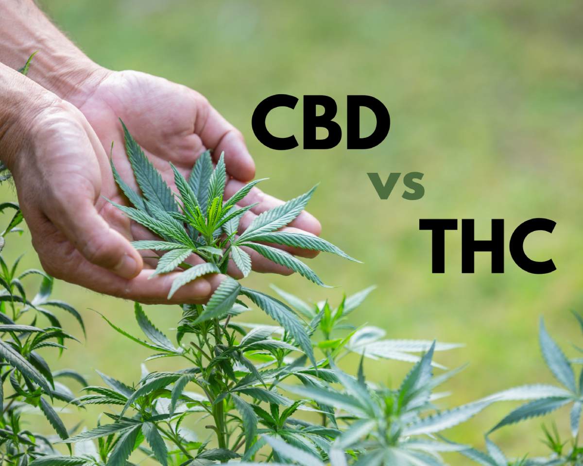 Rozdíl mezi CBD a THC: Co byste měli vědět