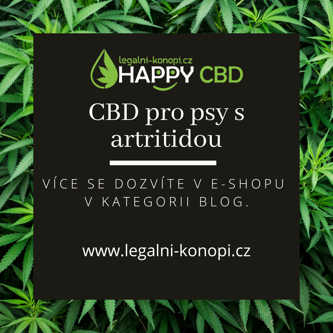 CBD pro psy s artritidou