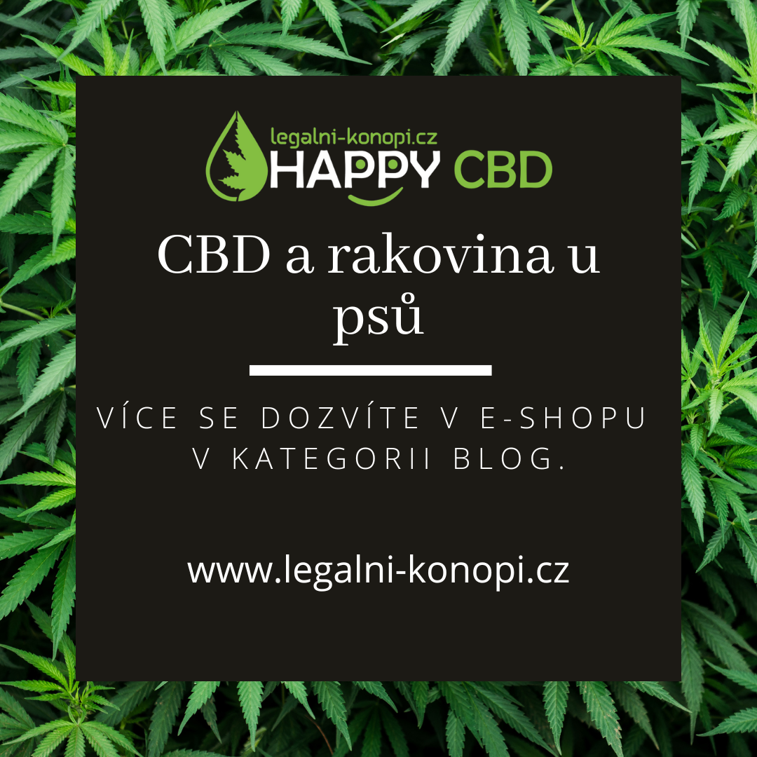 CBD a rakovina u psů