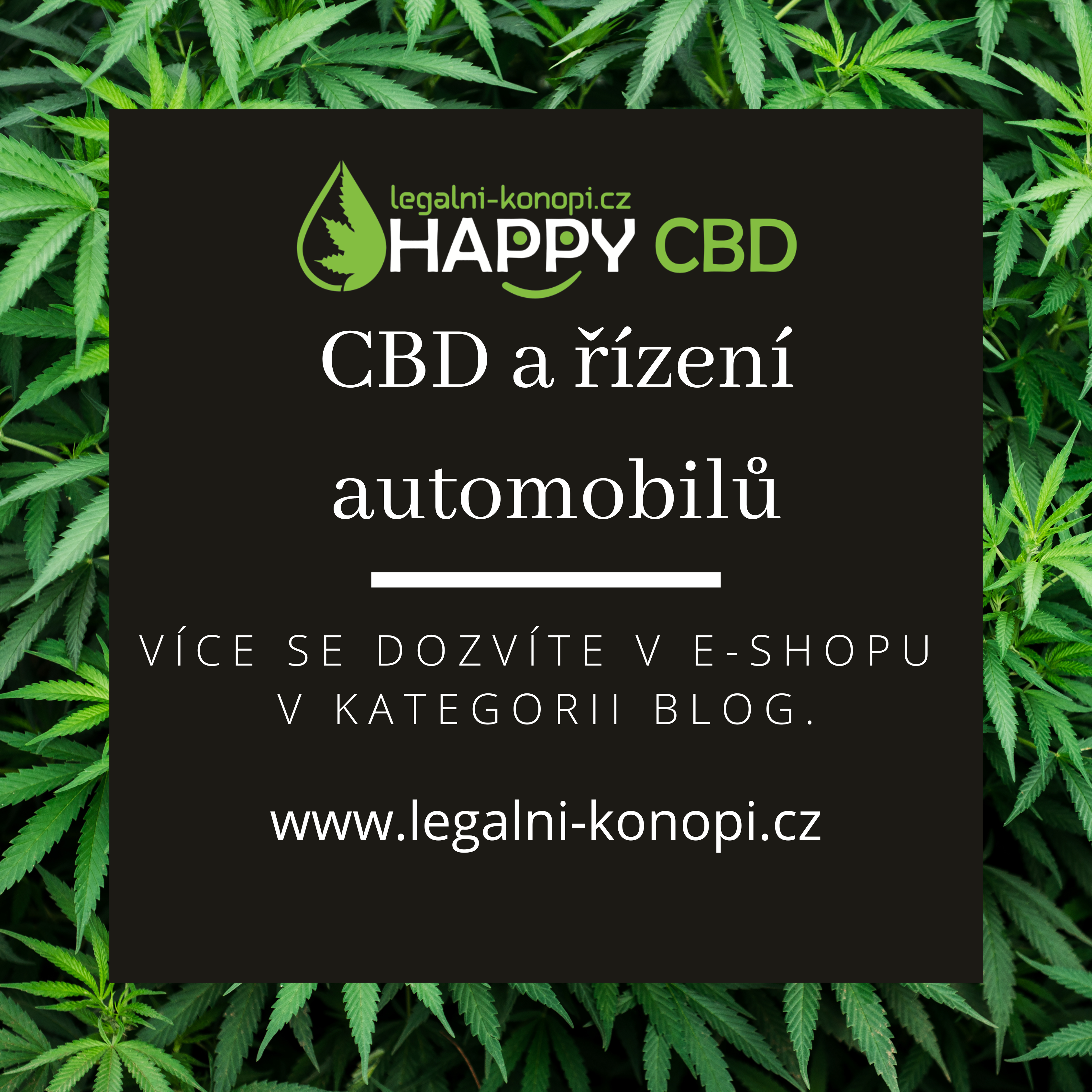 CBD a řízení automobilů