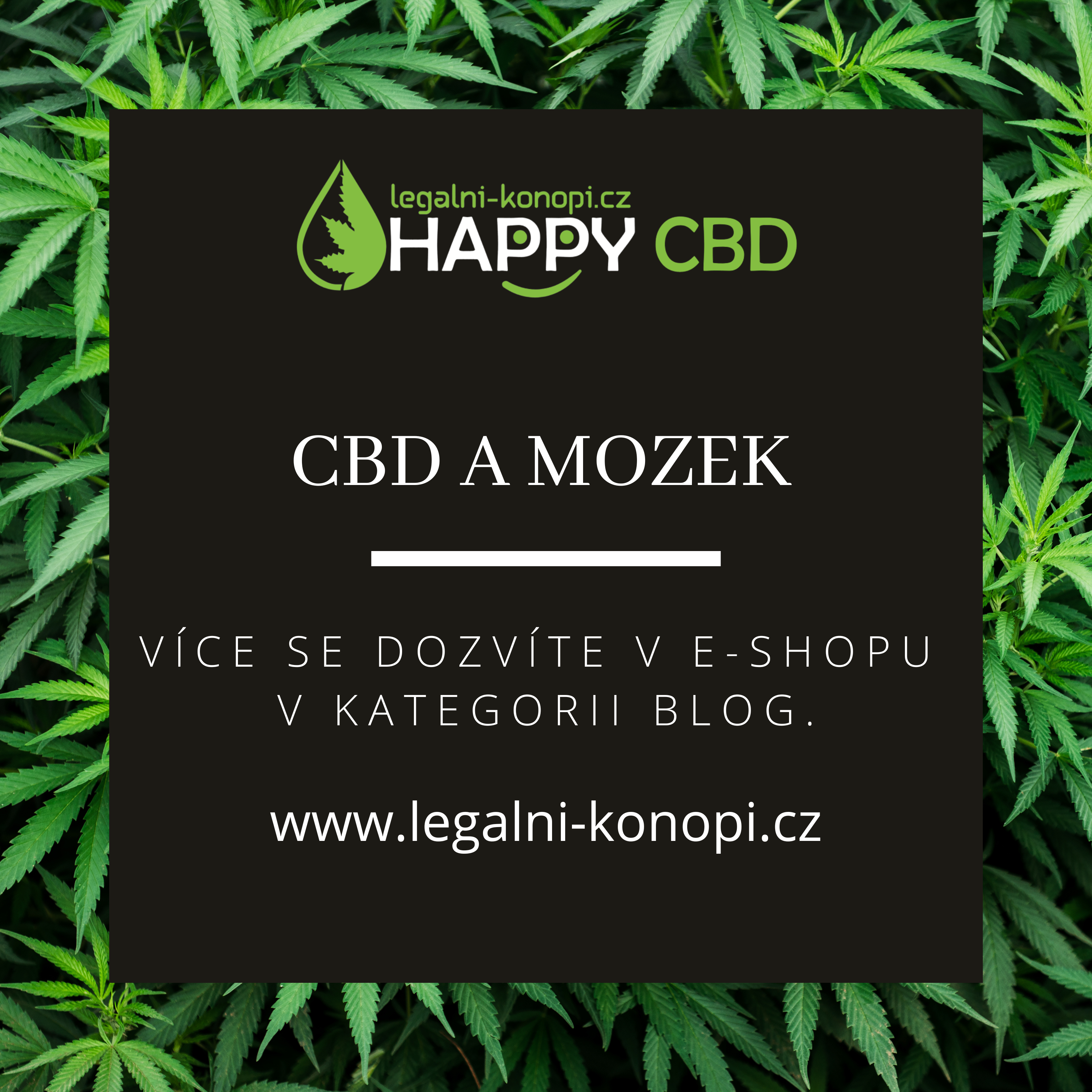 CBD  a mozek