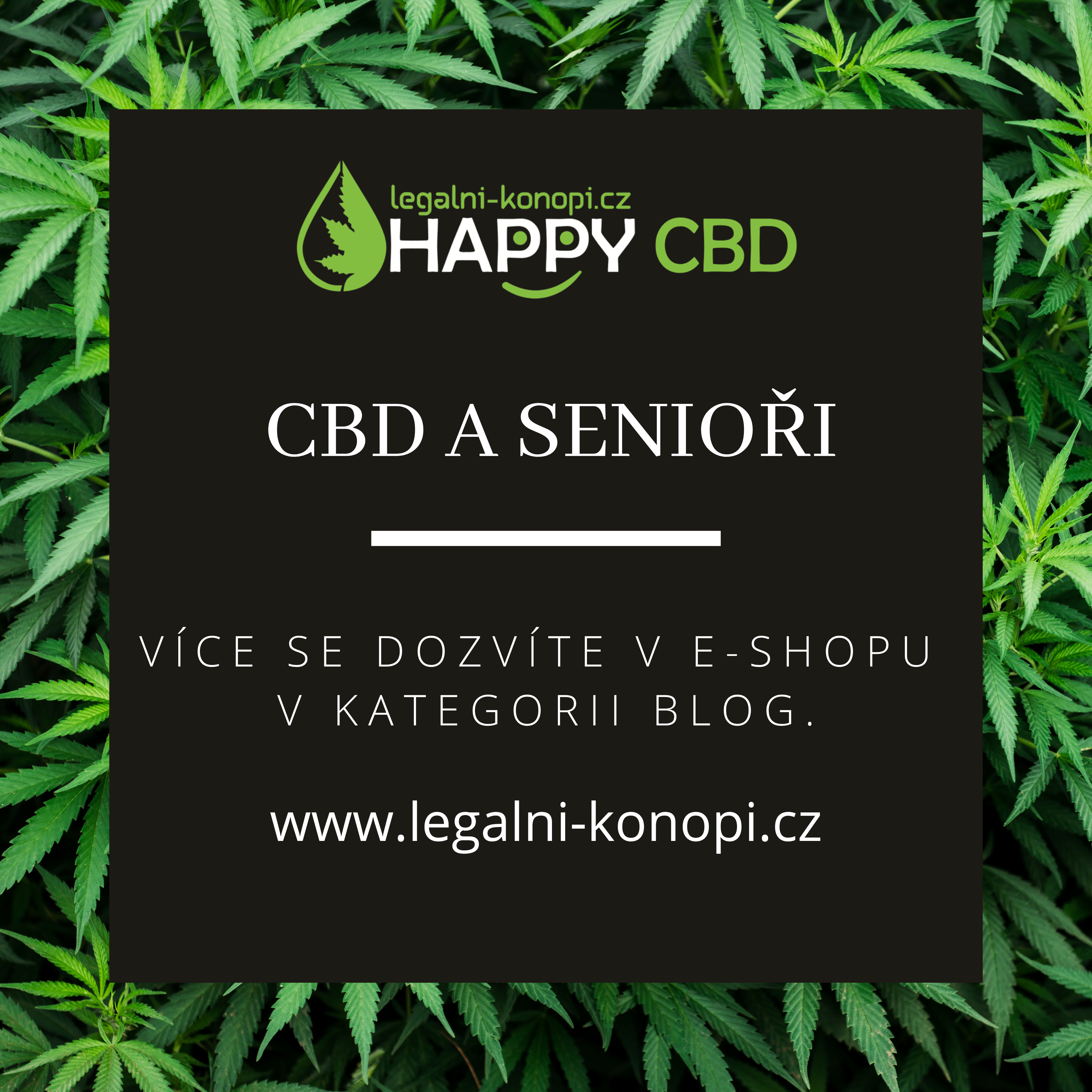 CBD  a senioři