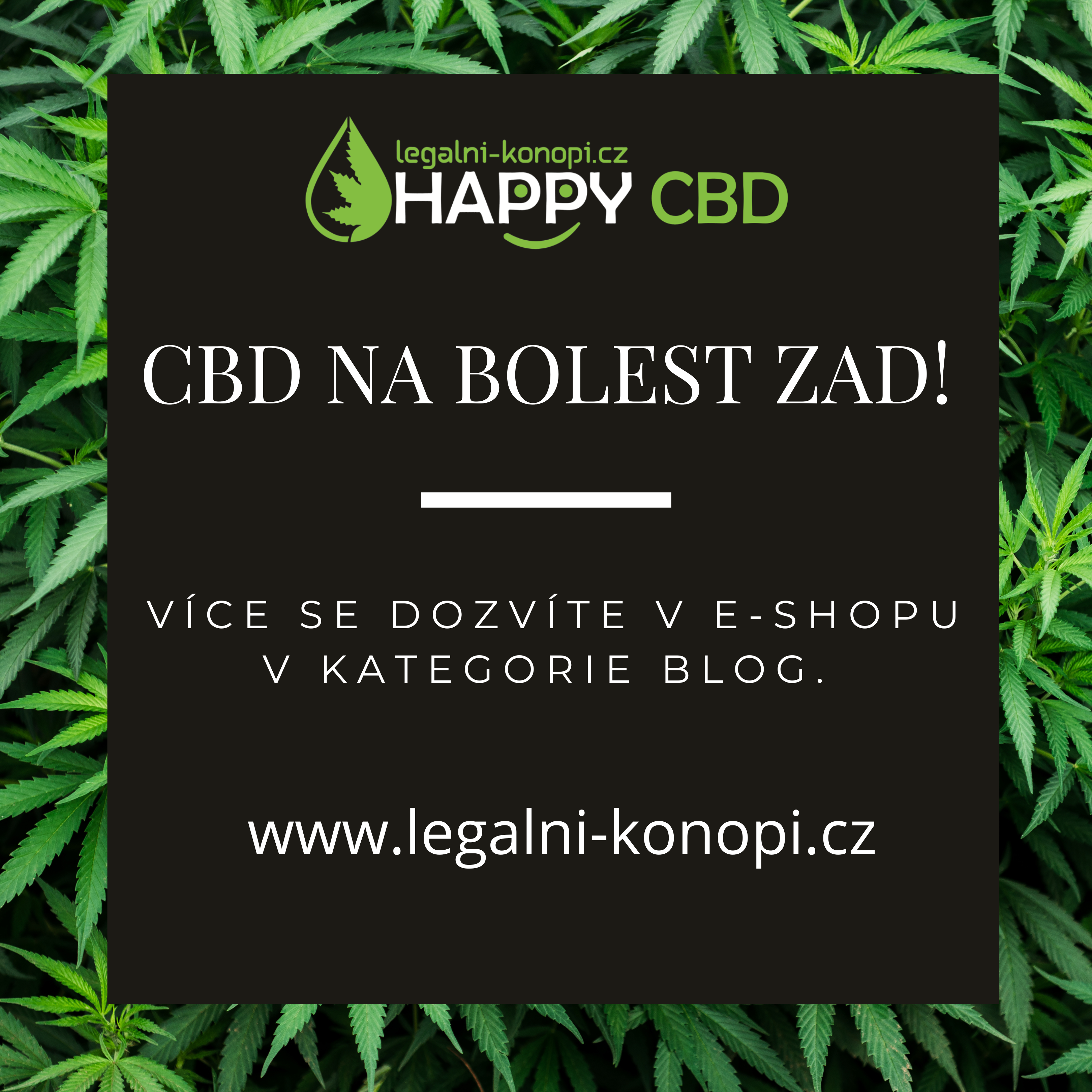CBD na bolest zad