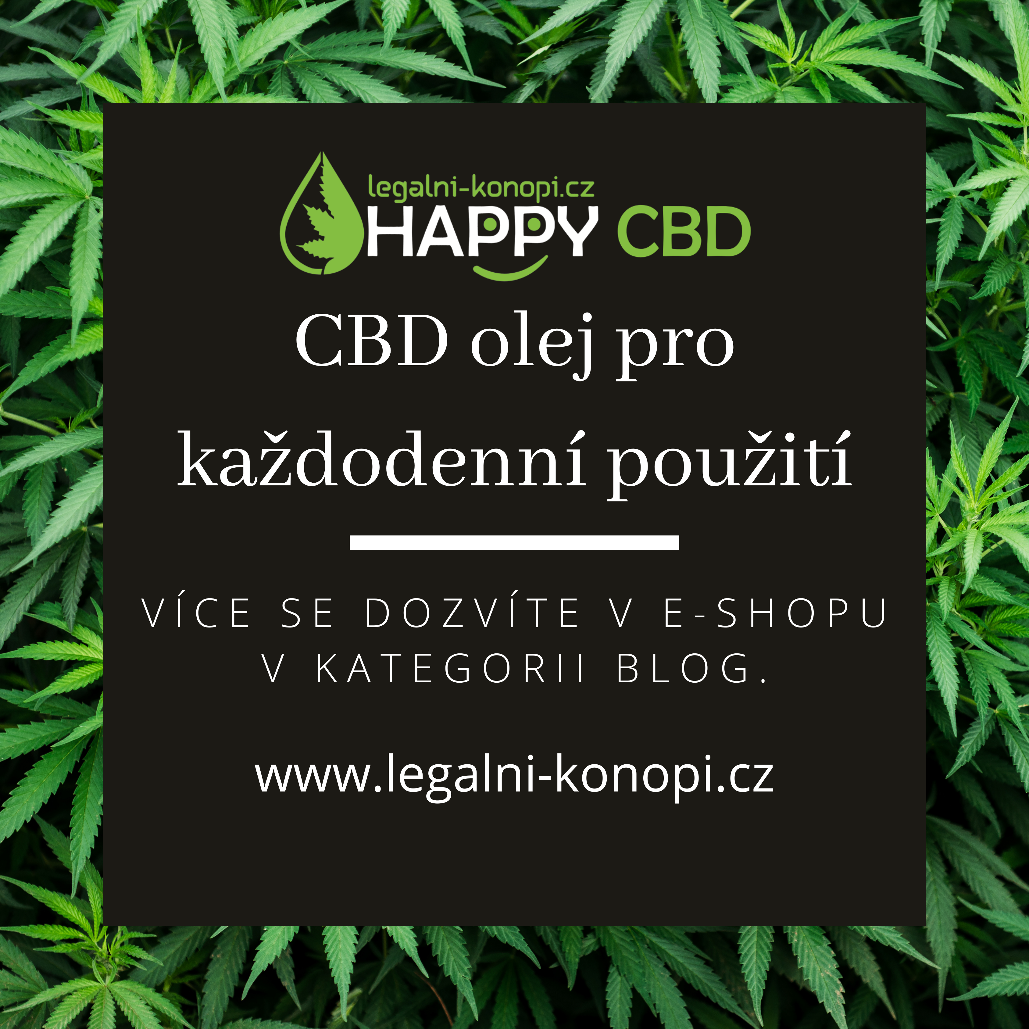 CBD olej pro každodenní použití