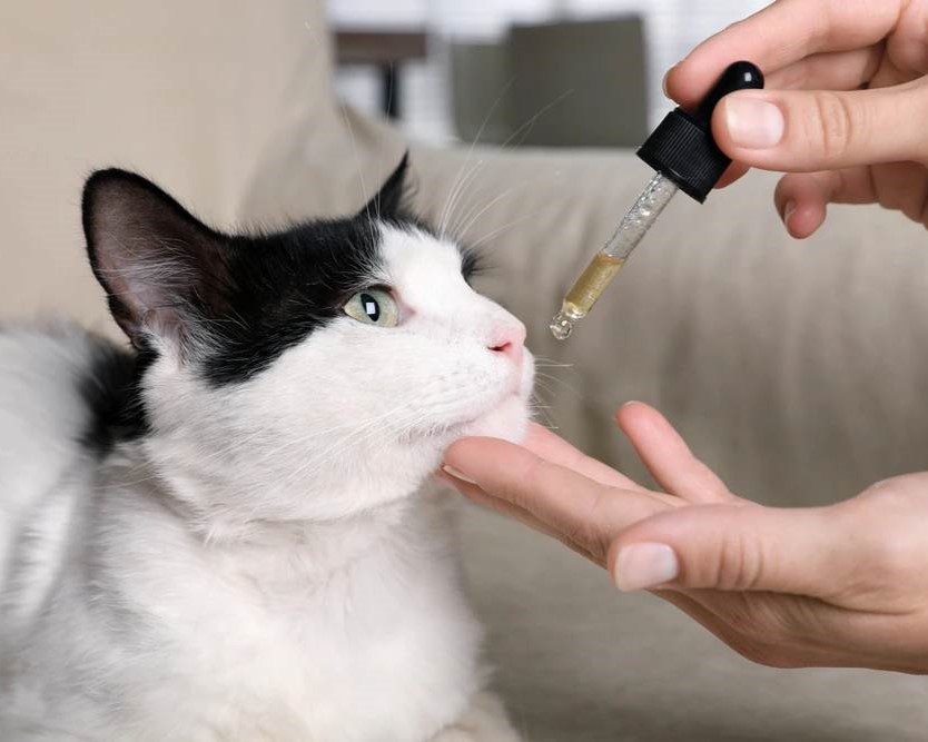 CBD pro kočky: Kompletní průvodce, účinky, dávkování a použití v každodenním životě