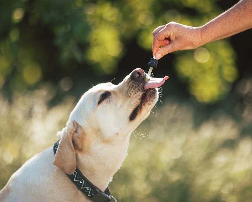 CBD pro psy: Kompletní průvodce, účinky, dávkování a použití v každodenním životě