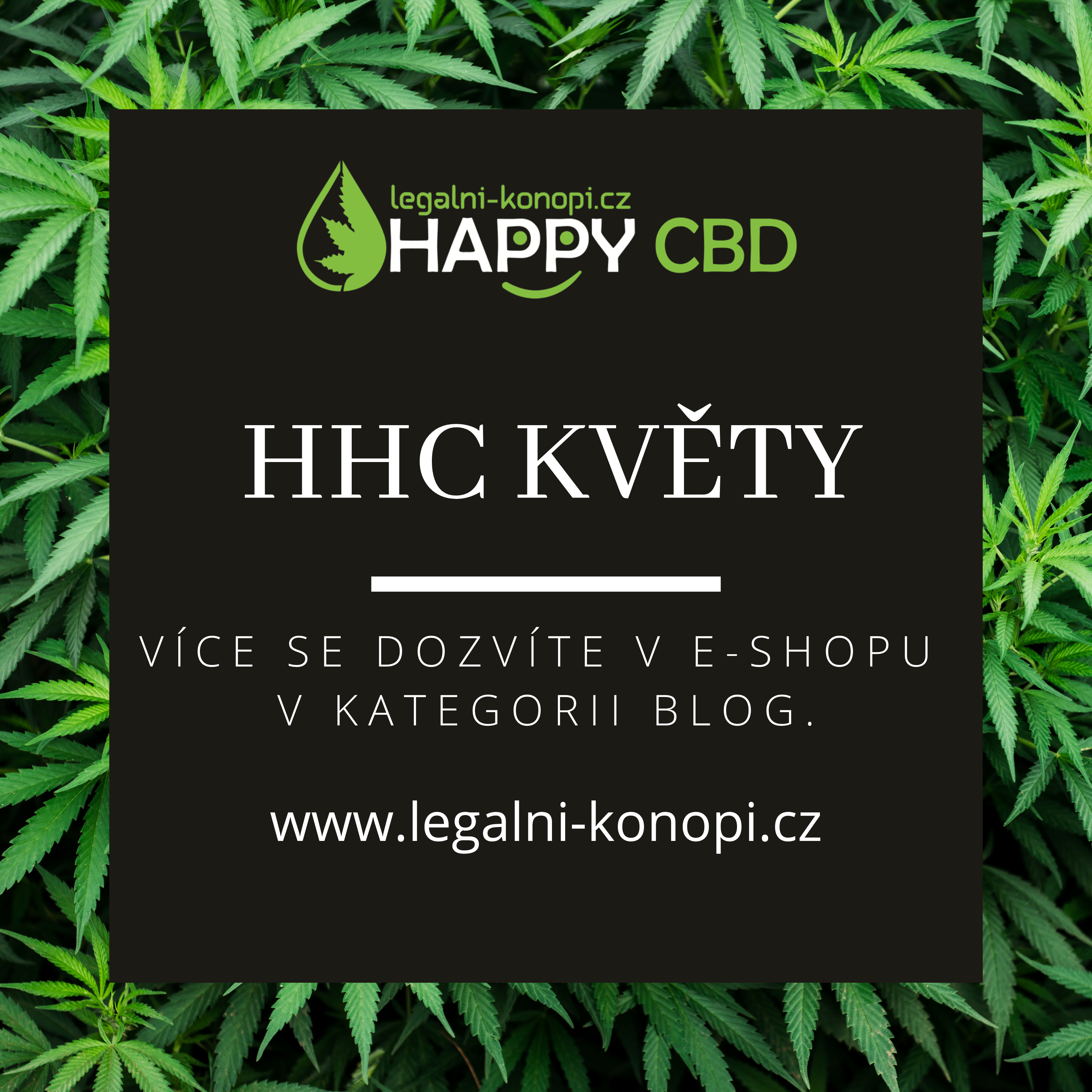 HHC květy