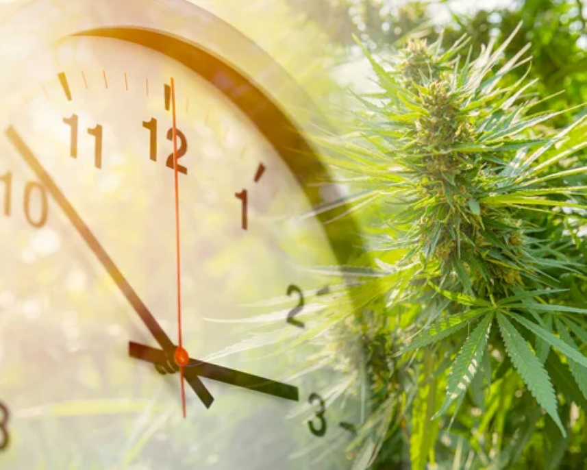 Jak dlouho užívat CBD olej