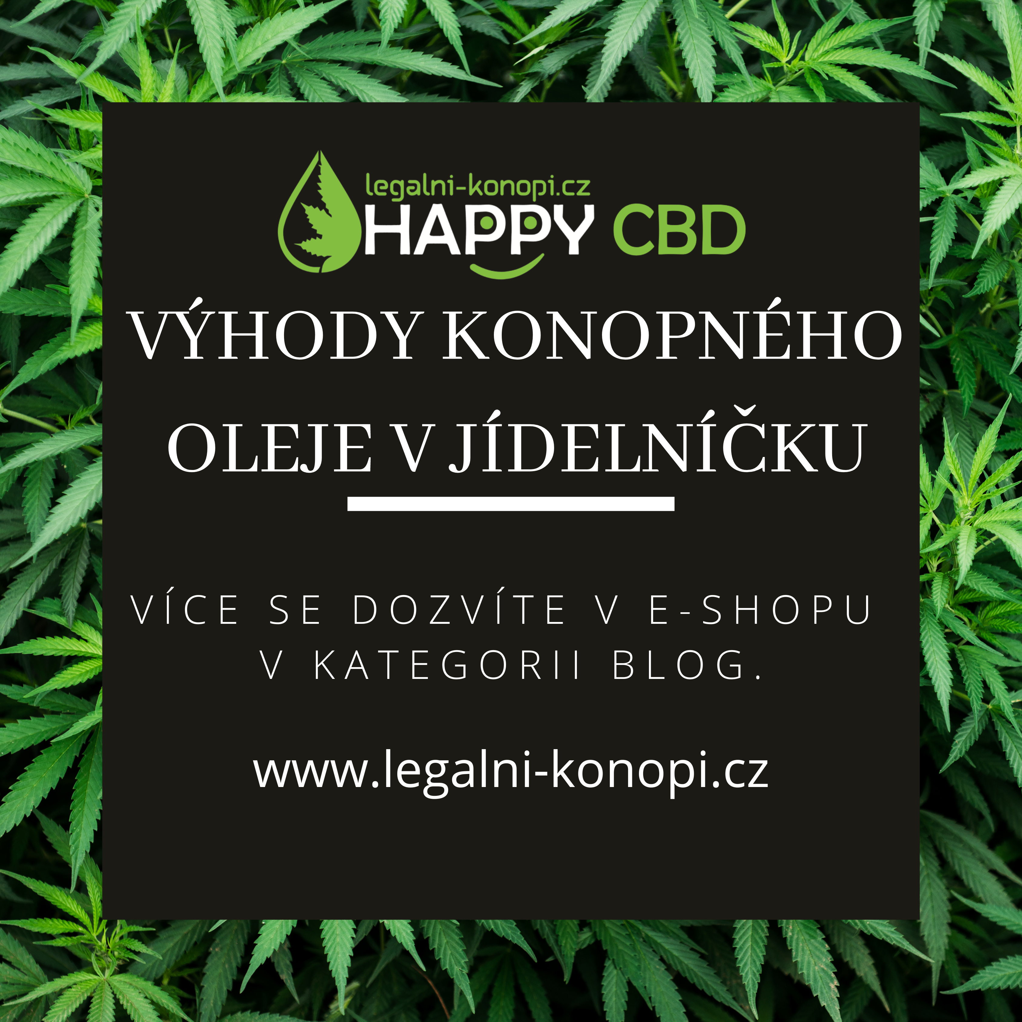 Výhody konopného oleje v jídelníčku