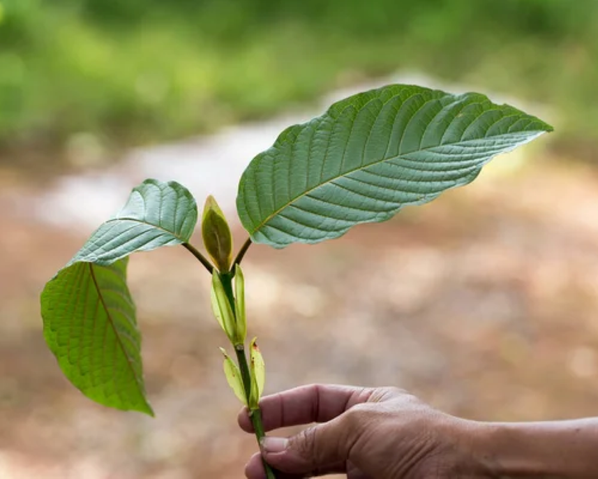 Zelený kratom a jeho dávkování: Průvodce pro začátečníky i pokročilé