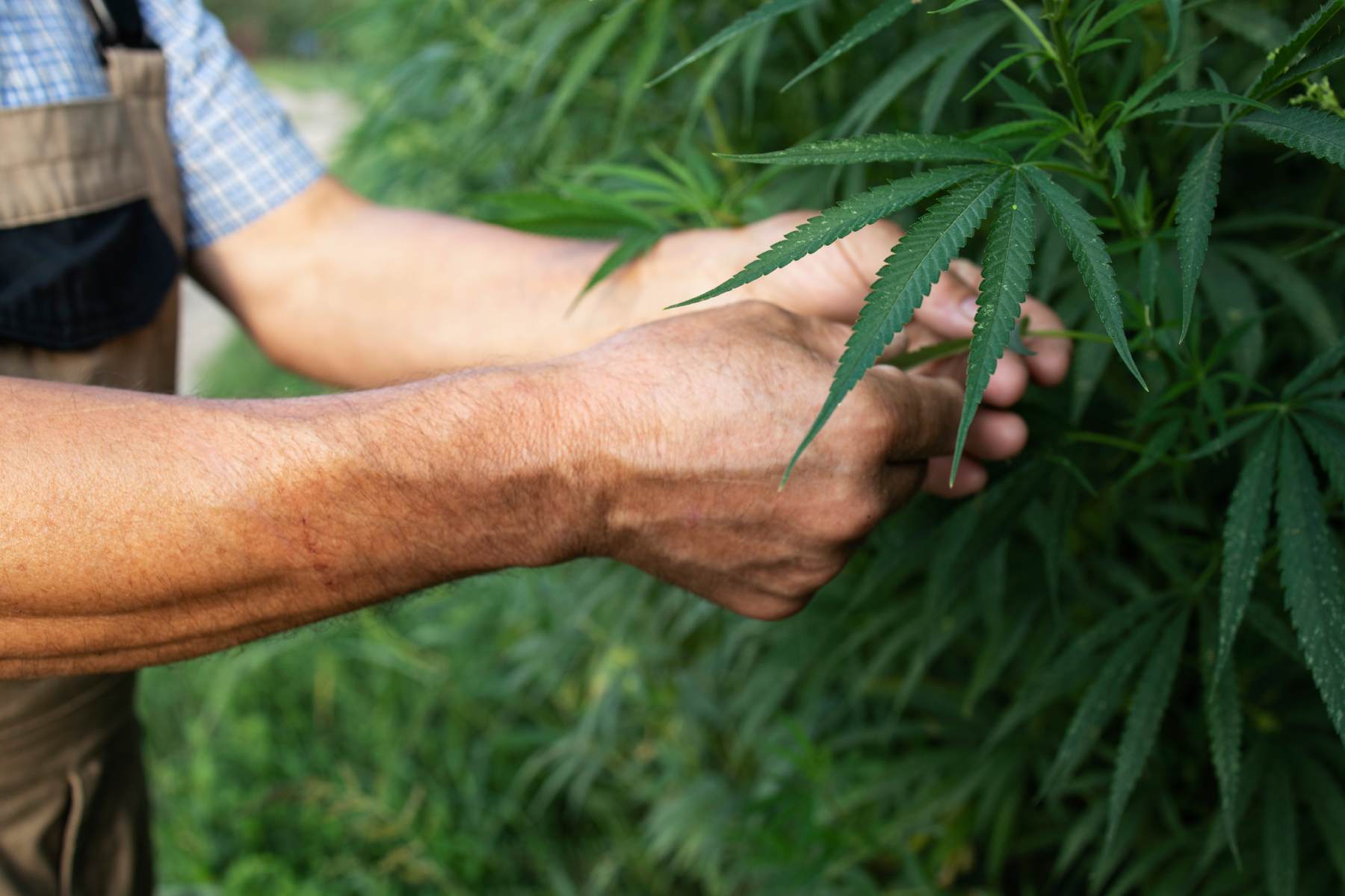 je-cbd-legalni