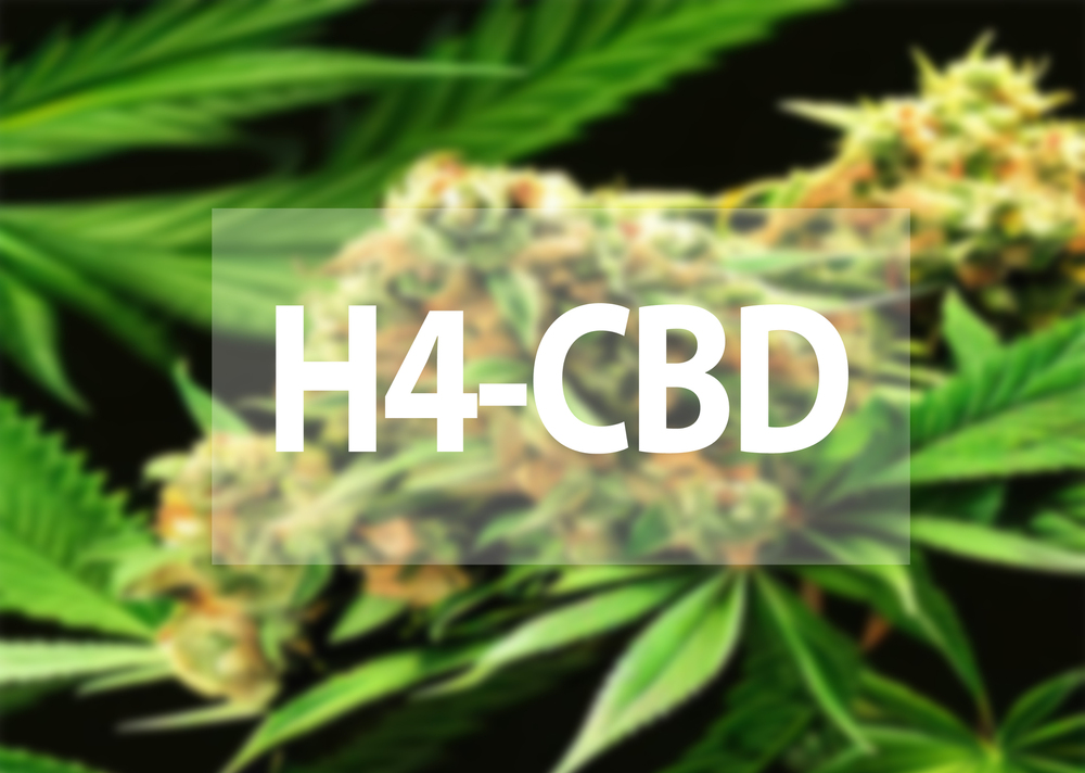 Co to je H4CBD