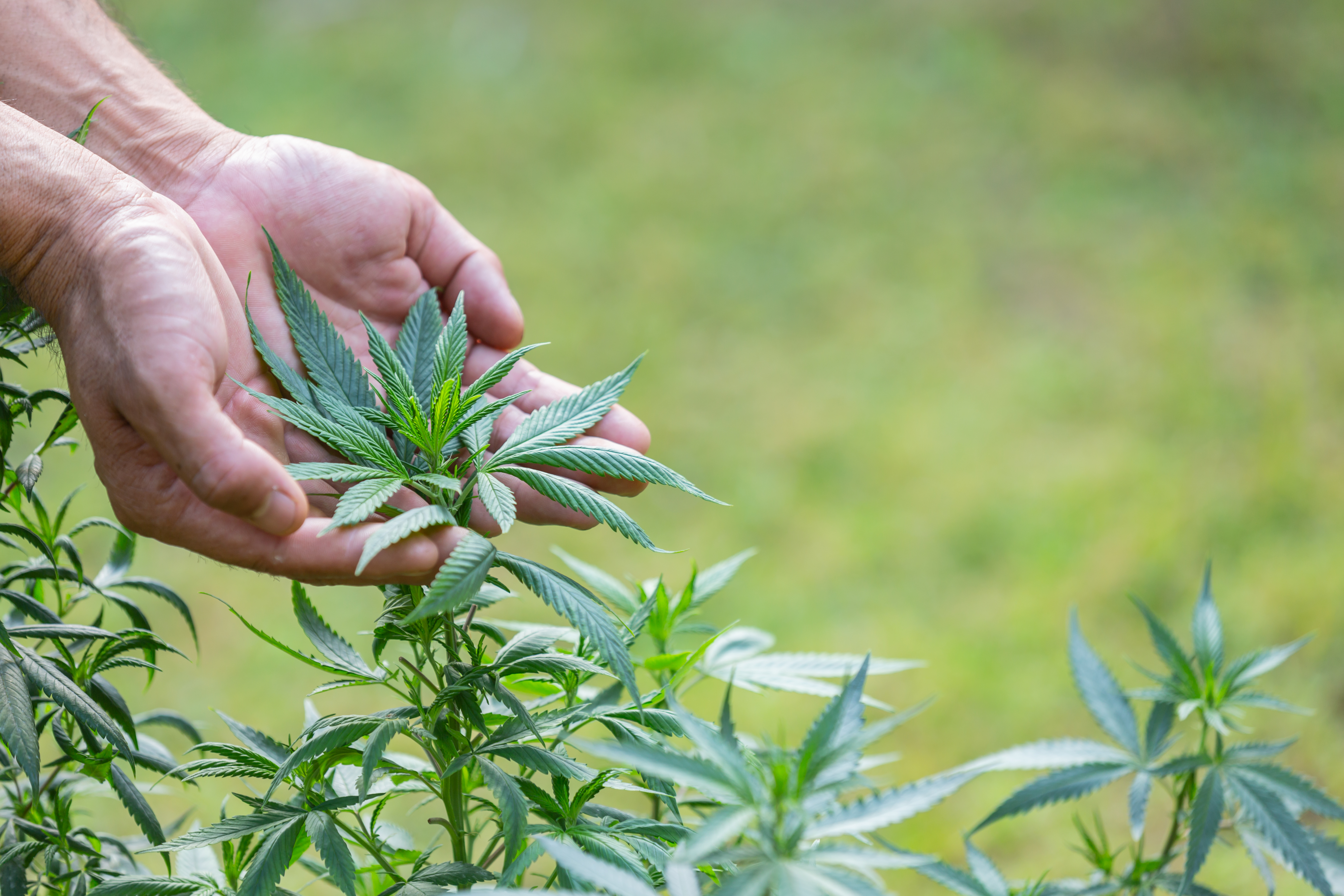 cannabis-plant