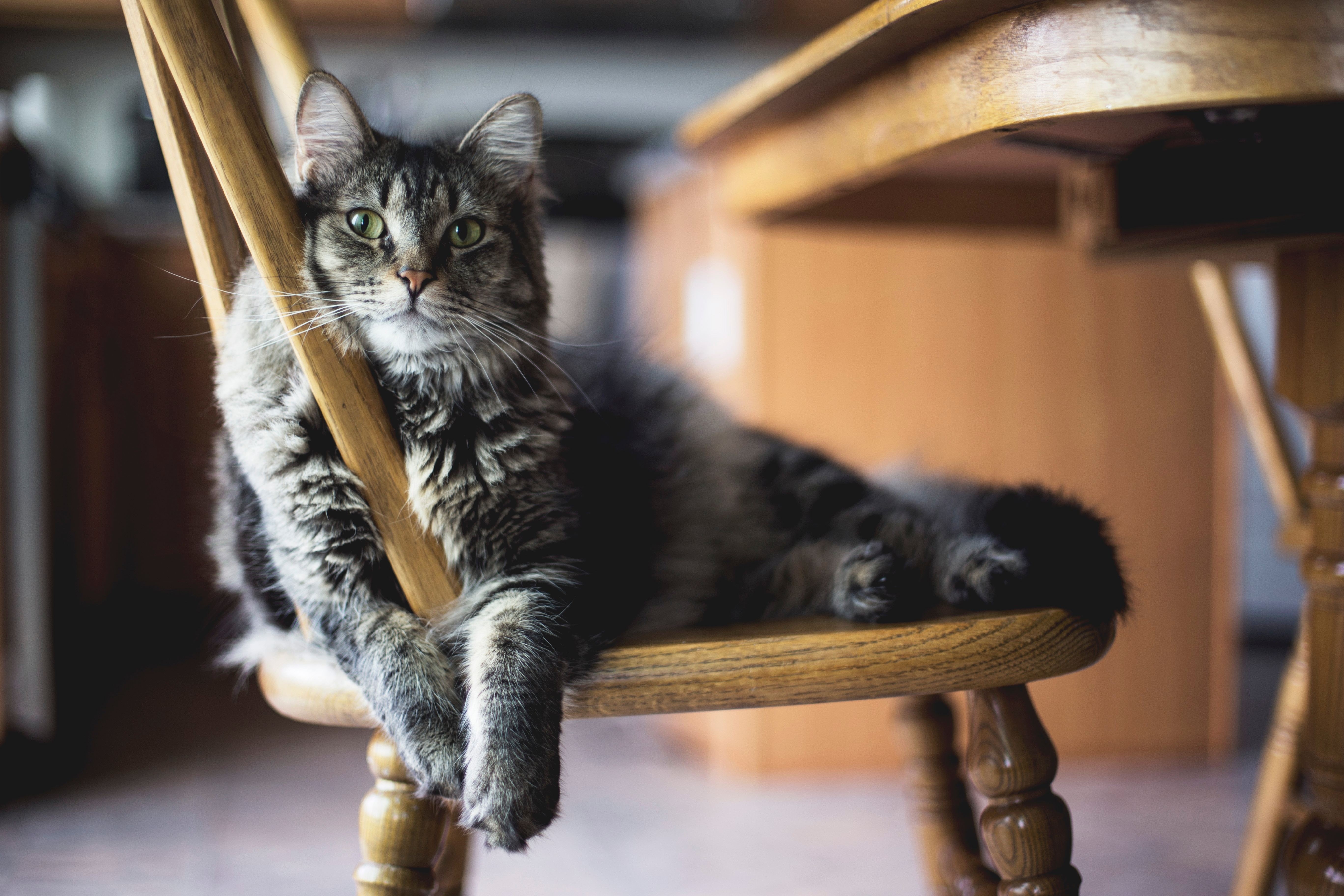 selective-focus-closeup-shot-gray-furry-tabby-cat-sitting-wooden-chair