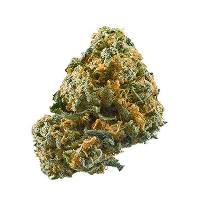Semínka THC Feminized - Cheese 19 % THC Množství: 4 ks