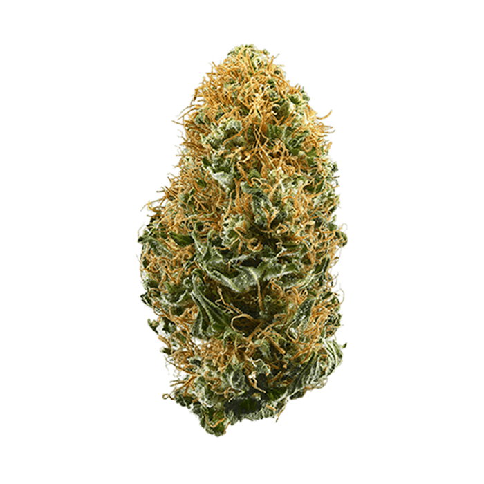 Semínka THC Autoflower - White Widows 18-22 % THC Množství: 1 ks