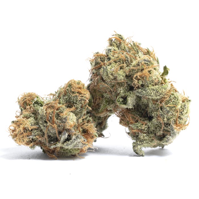 Semínka THC Autoflower - Purple Urkle 18-24 % THC Množství: 4 ks