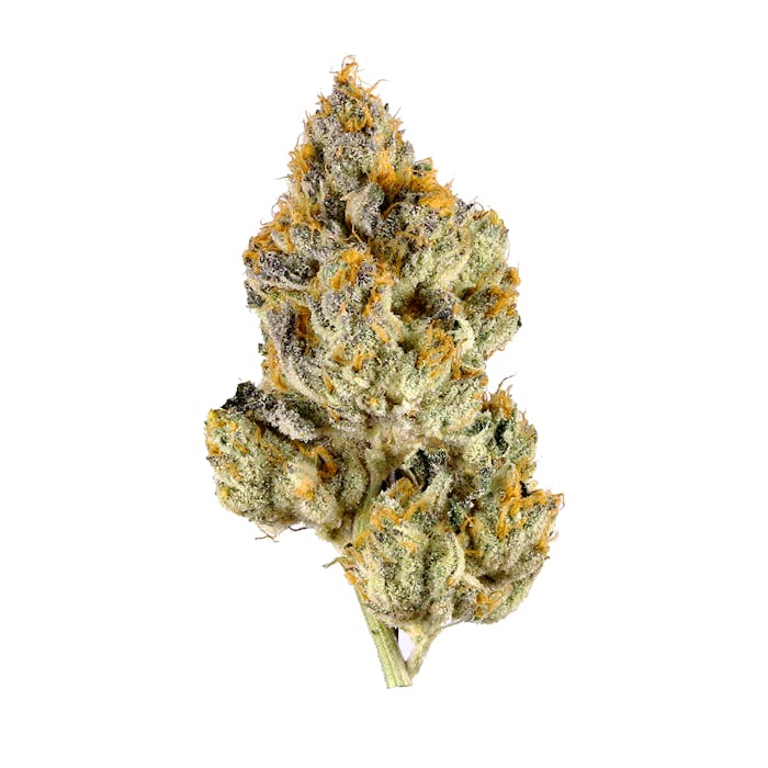 Semínka THC Autoflower - Skunk 1 17-21 % THC Množství: 2 ks