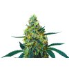 THC FEMINIZED MIMOZA