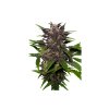 THC FEMINIZET PURPLE KUSH