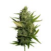 THC FEMINIZED AMESIA HAZE