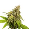 cheese thc feminized