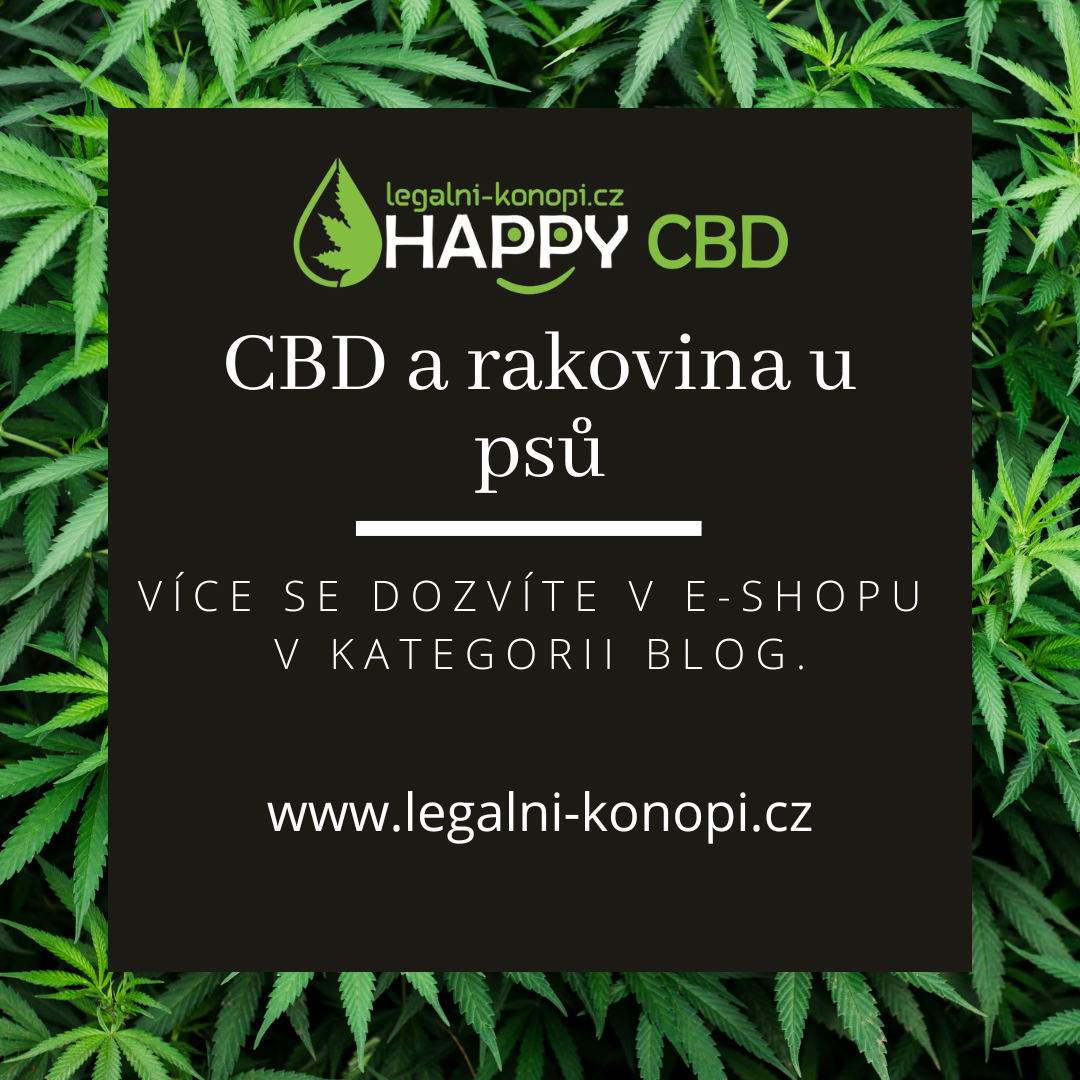 CBD a rakovina u psov