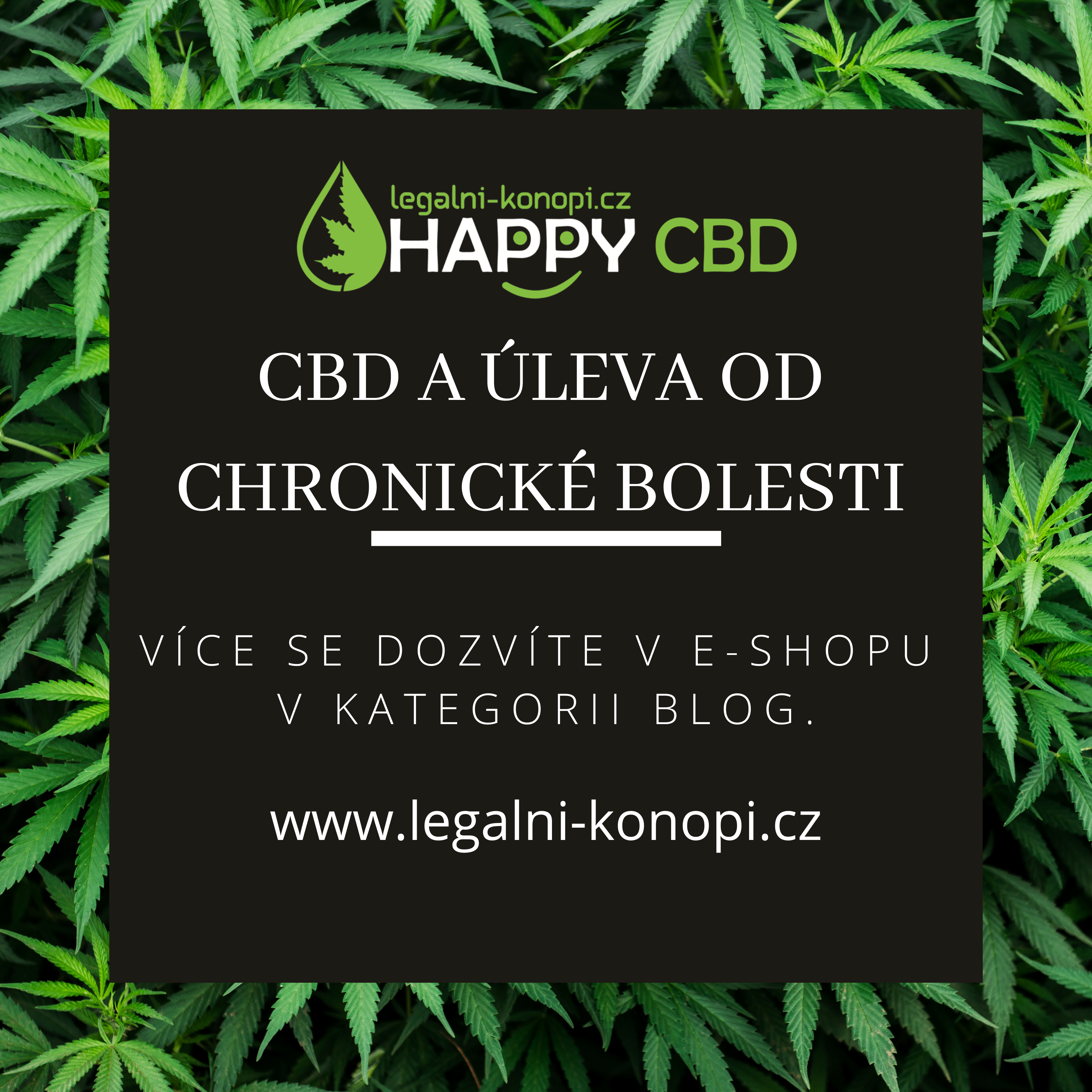 CBD a úľava od chronickej bolesti