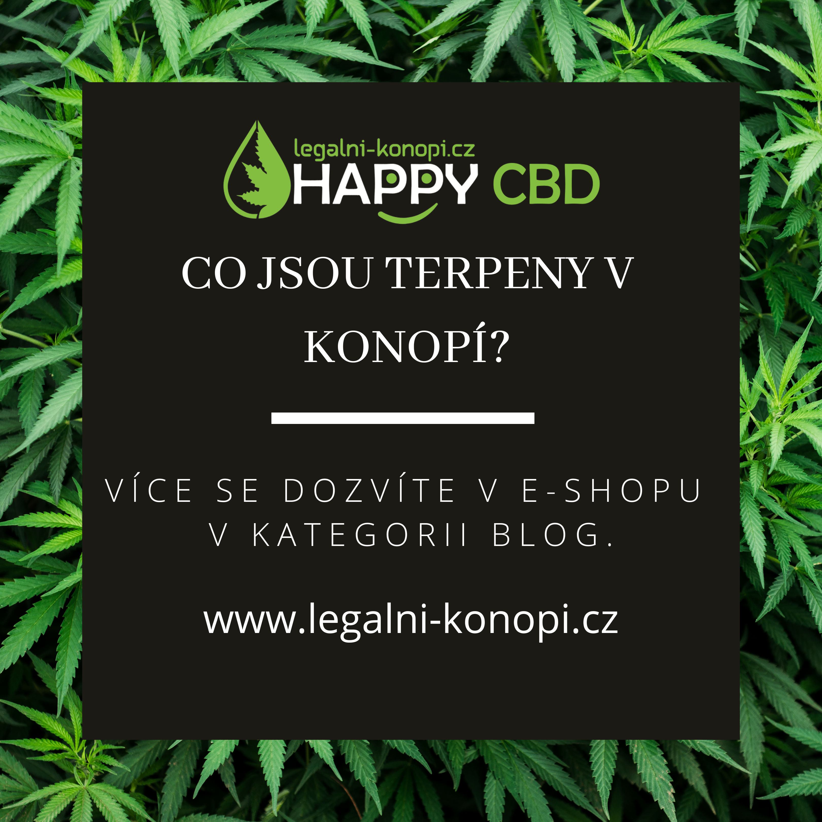 Čo sú terpény v konope?