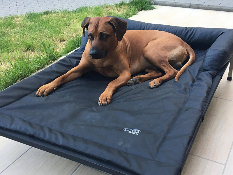 Ridgeback2