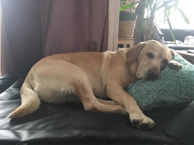 labrador